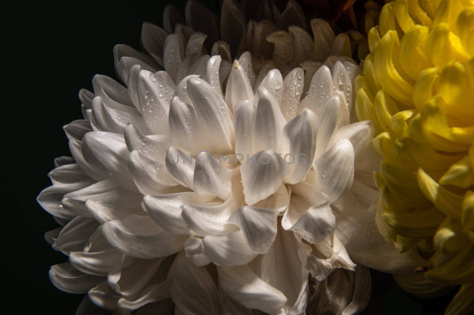 White chrysanthemum on a black background. Flower heads macro