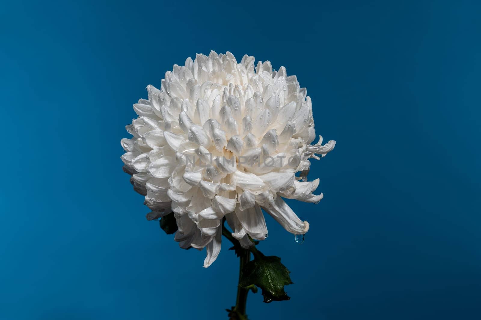 White chrysanthemum flower on a blue background. Flower head close-up