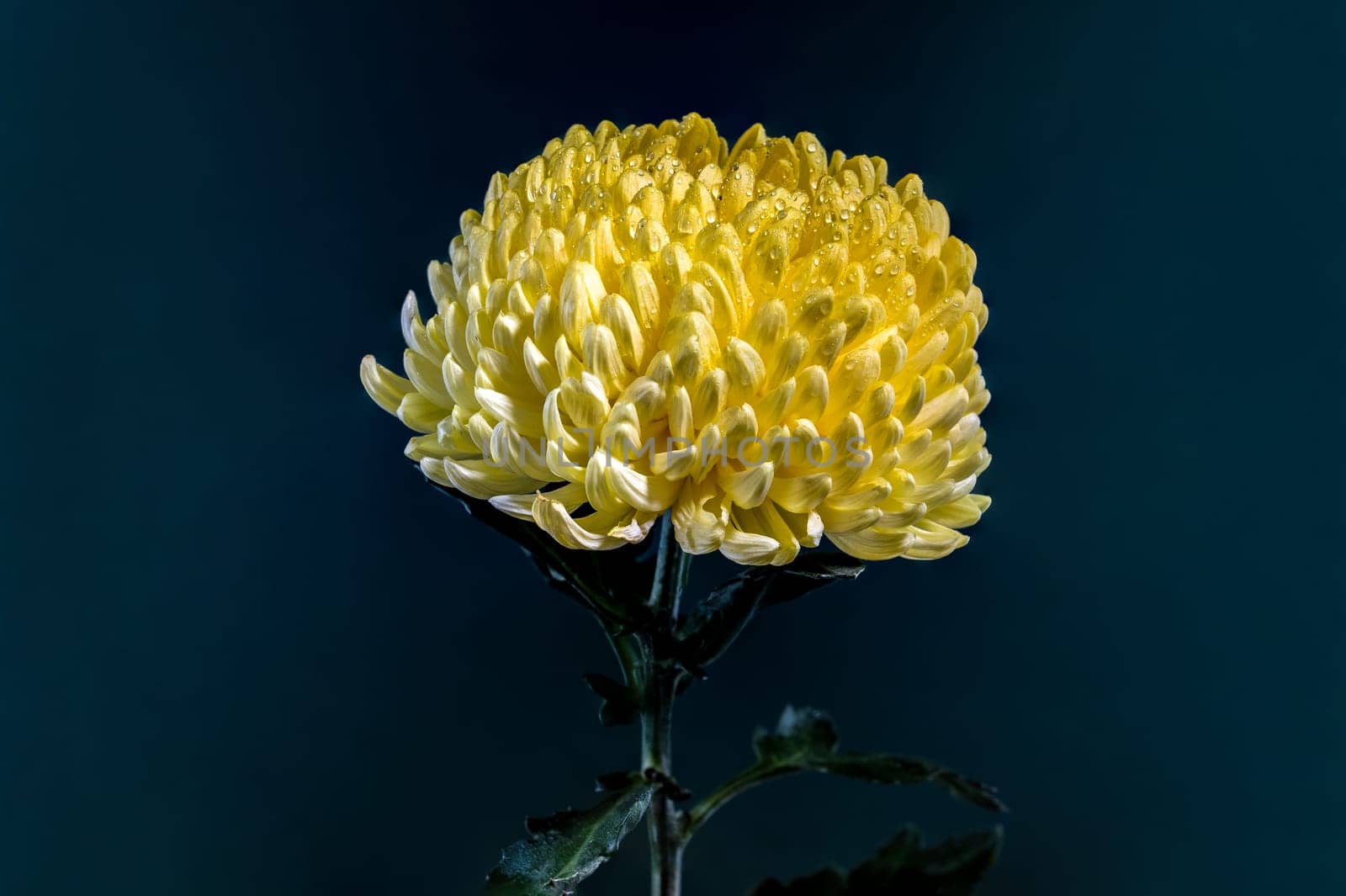 Yellow chrysanthemum flower on a dark blue background. Flower head close-up