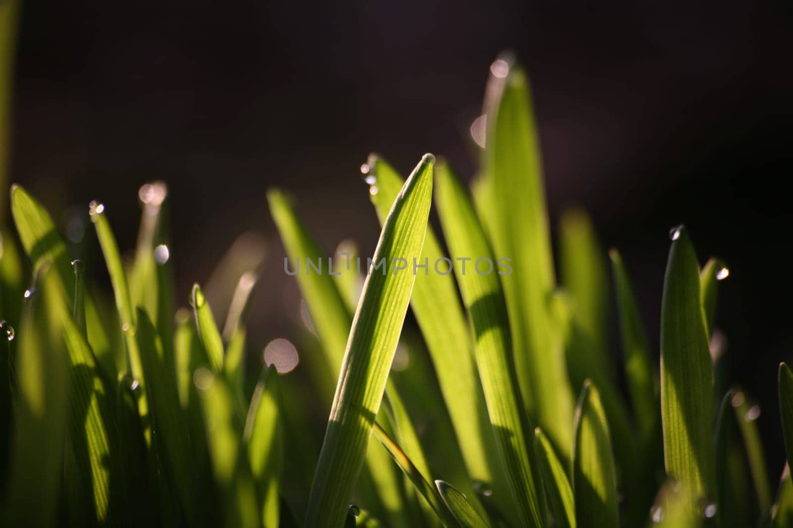 Blades of grass in backlight