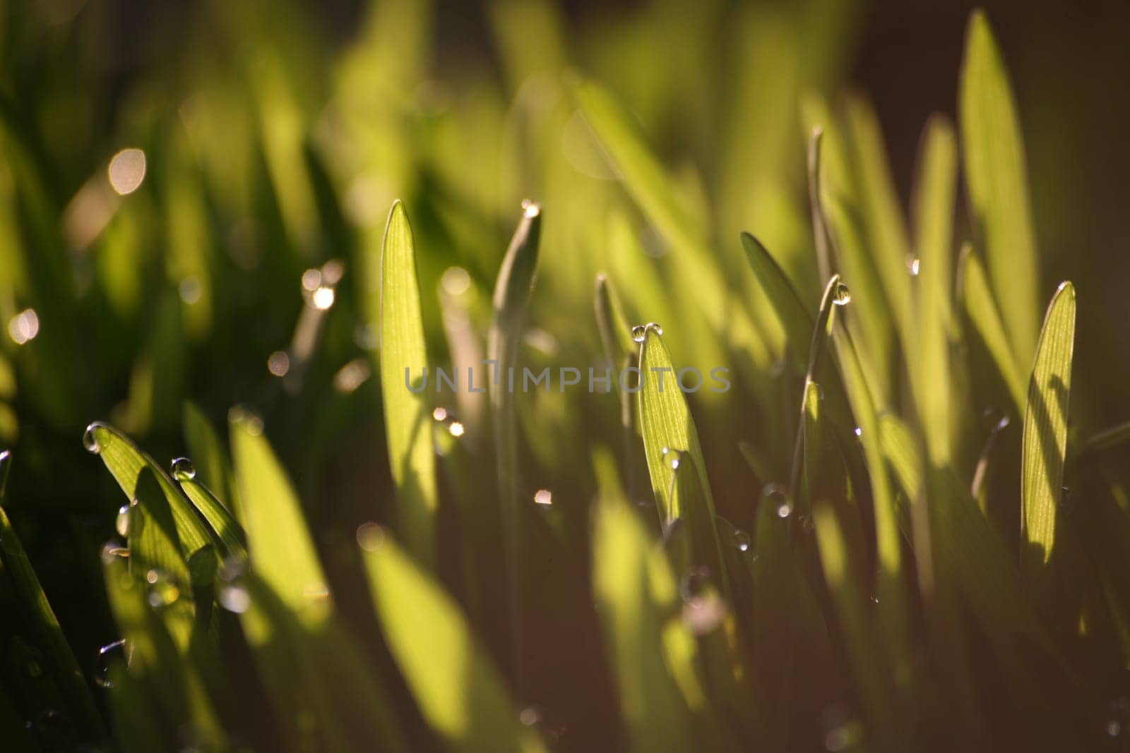 Blades of grass in backlight