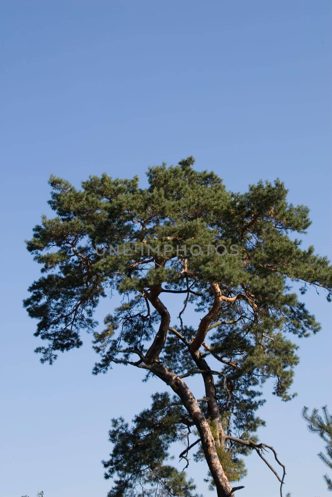 Pine crown