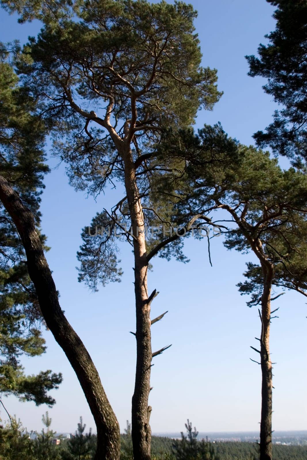 Pines