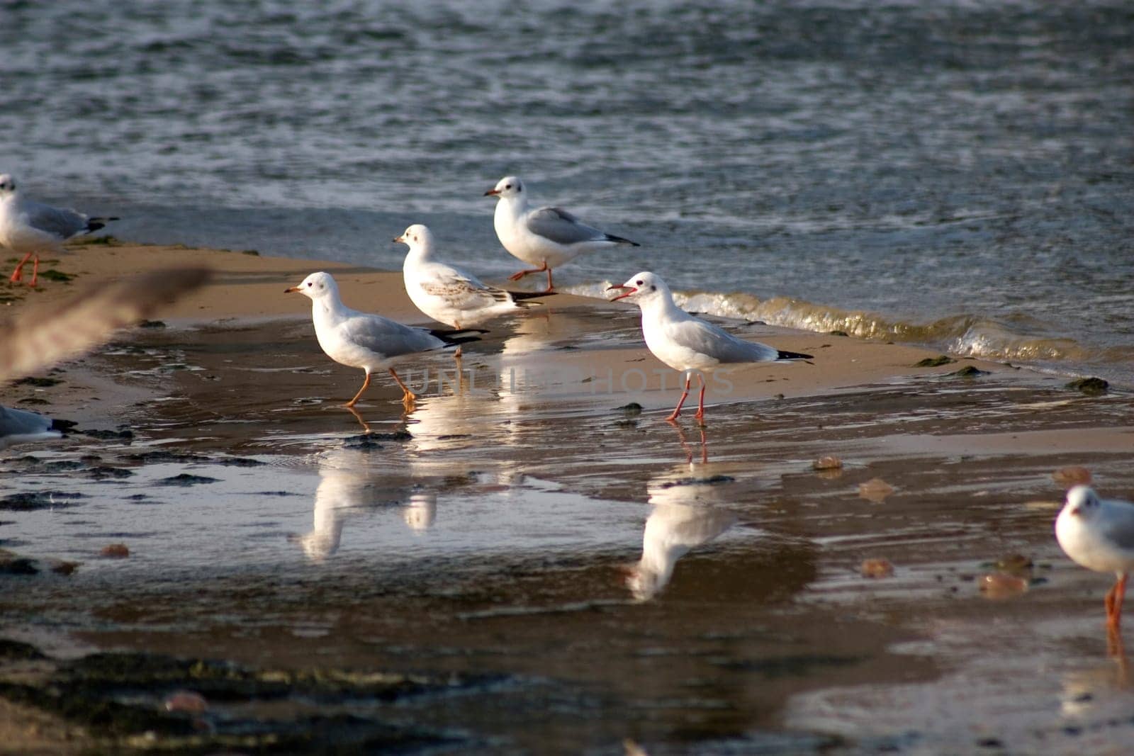 Gull colony