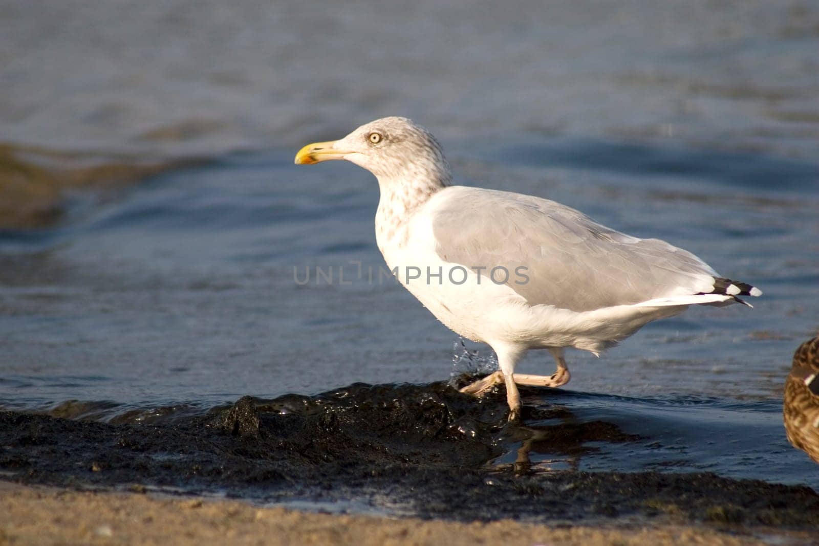 Silt Gull