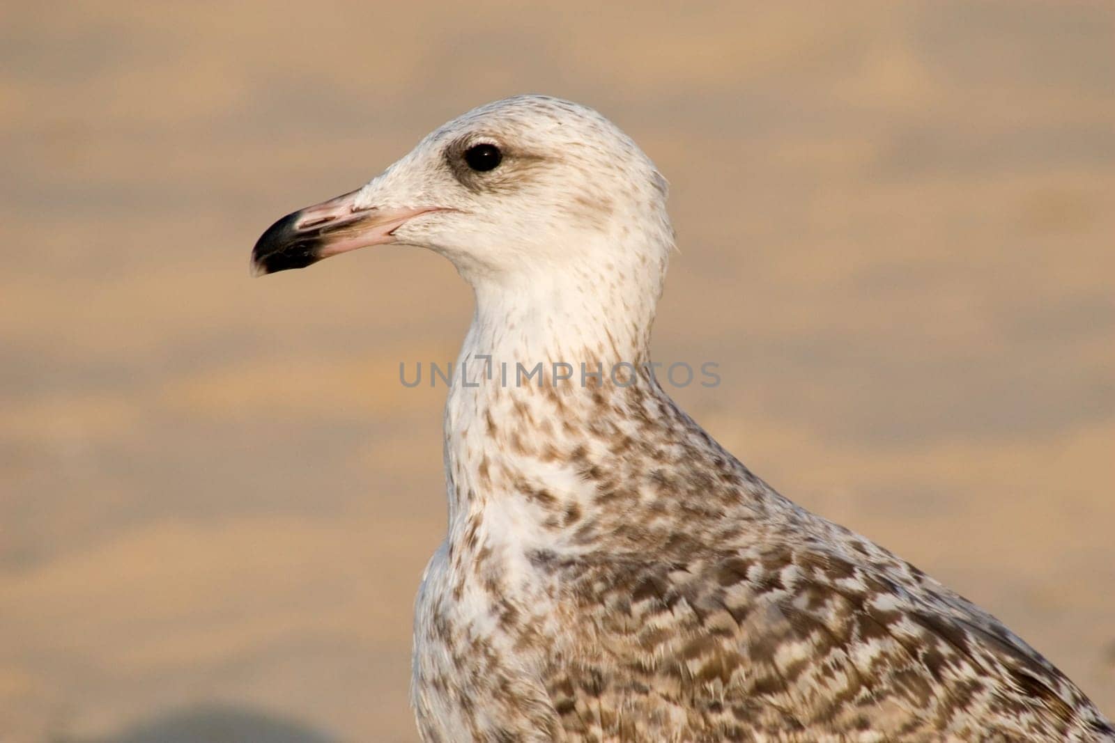 Young bird portrait
