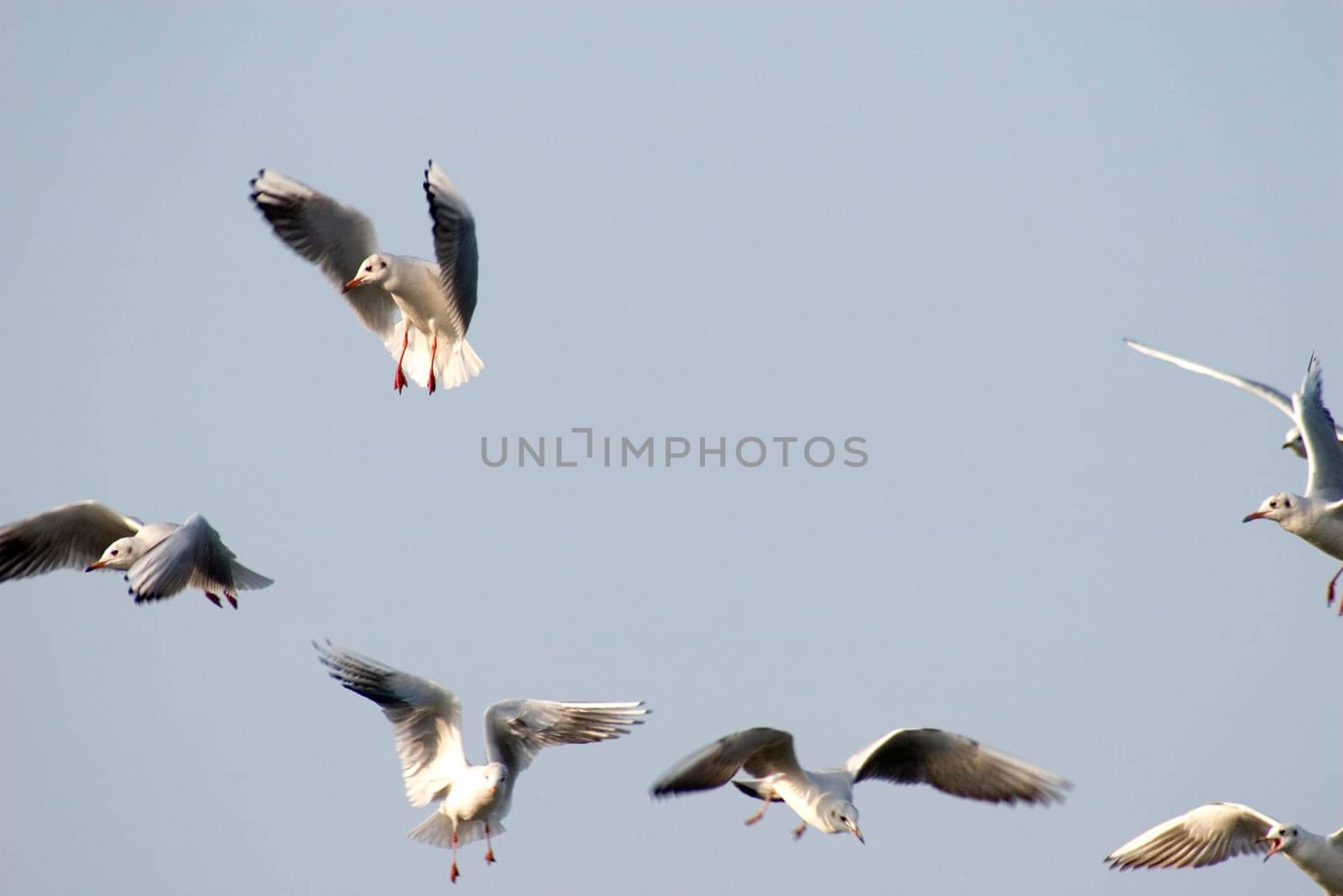 Aerobatic maneuvers