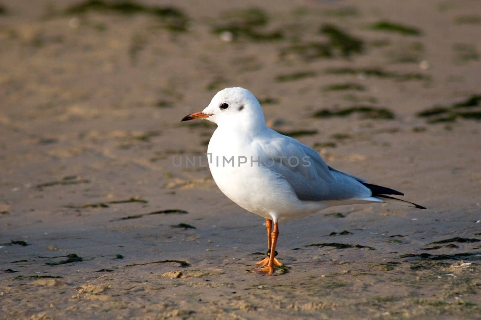 Black-headed gull