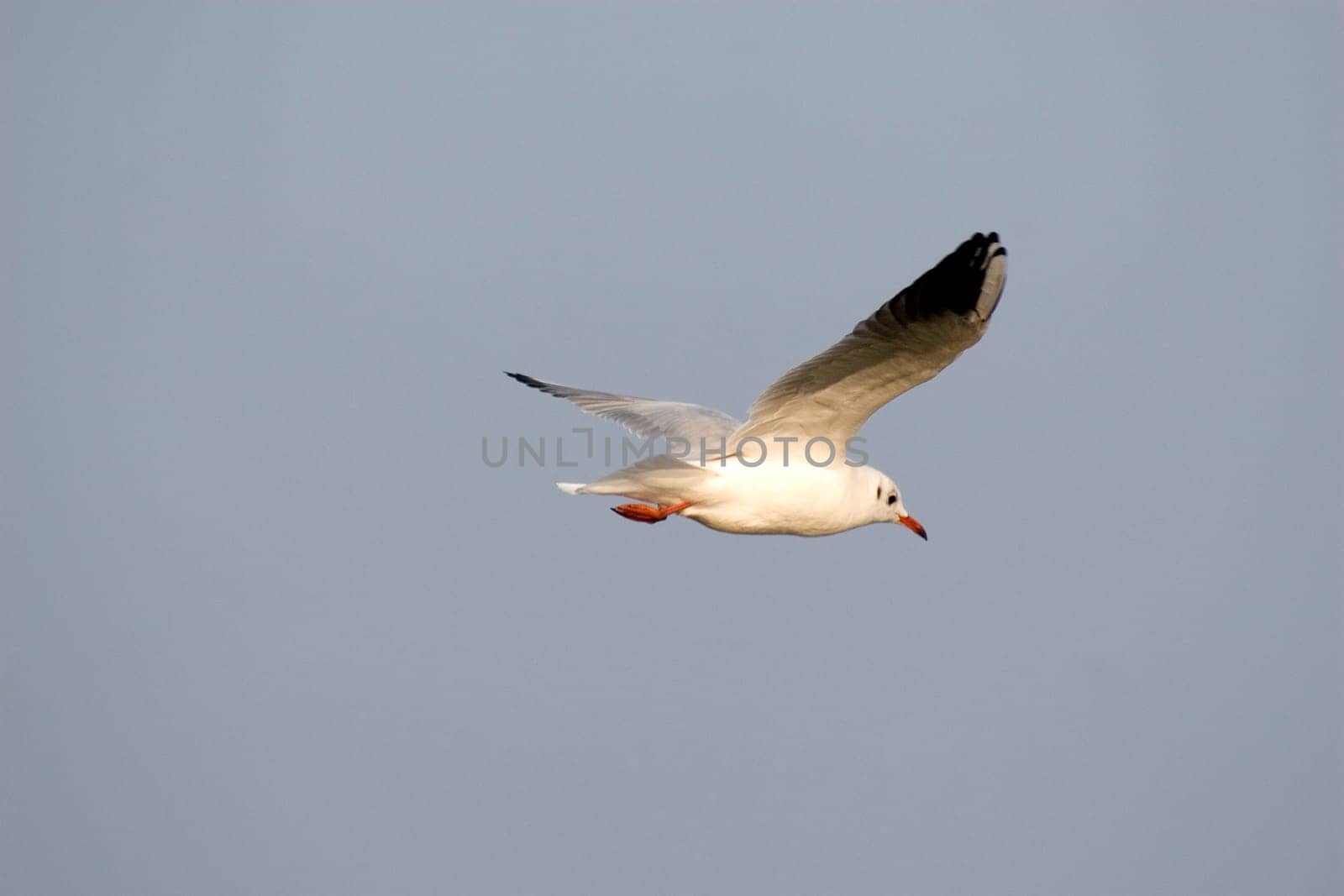 Flying seagull