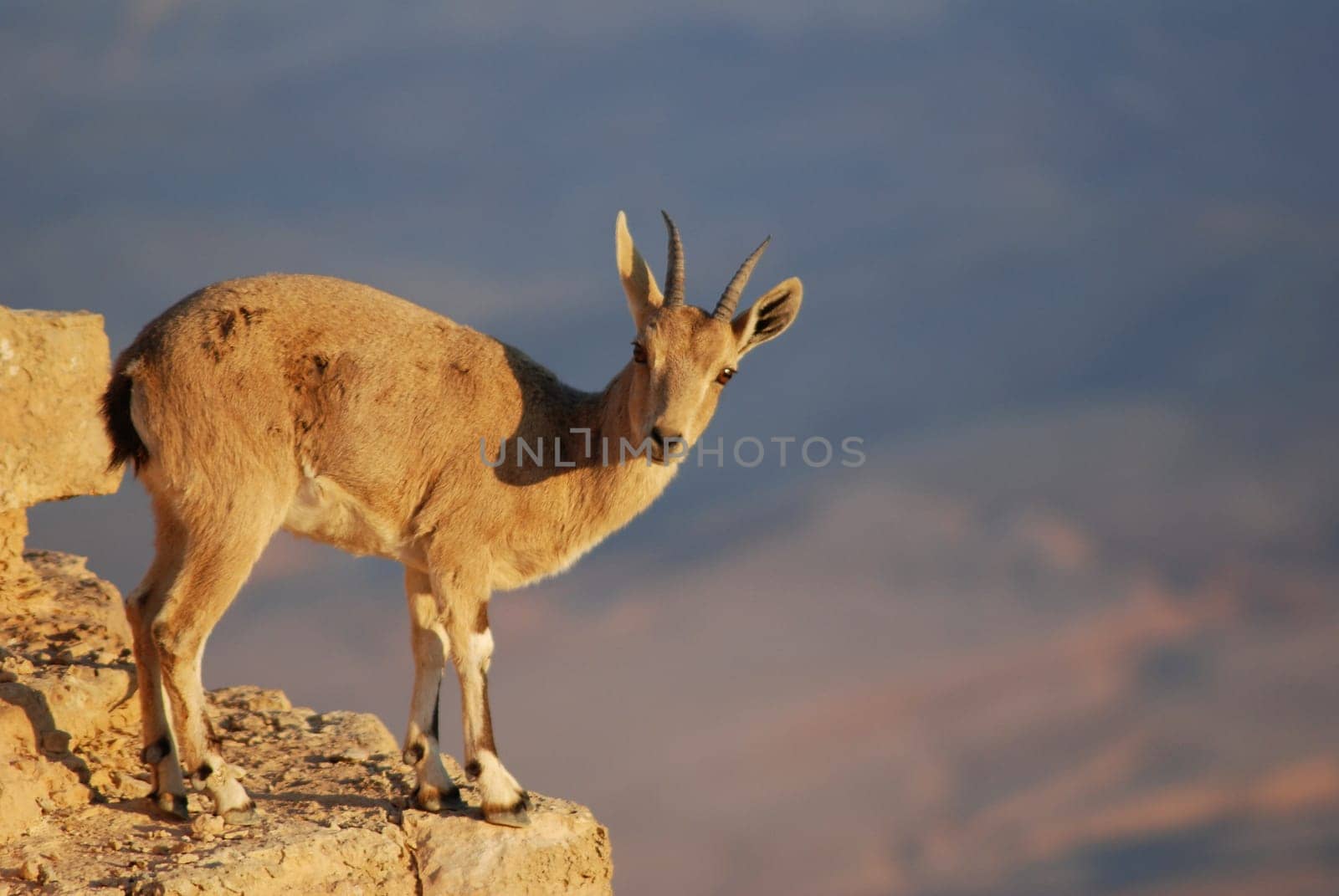 Capricorn
