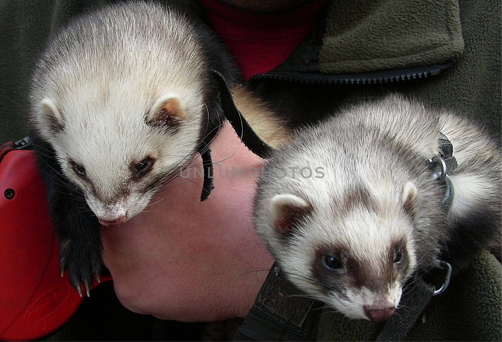 The ferret (Mustela putorius furo) is the domesticated form of polecat. Ferrets sleep ("rat"") up to 18 hours a day. When they are awake,they are tremendously playful. They are extremely curious and investigate everything. Young Frett"