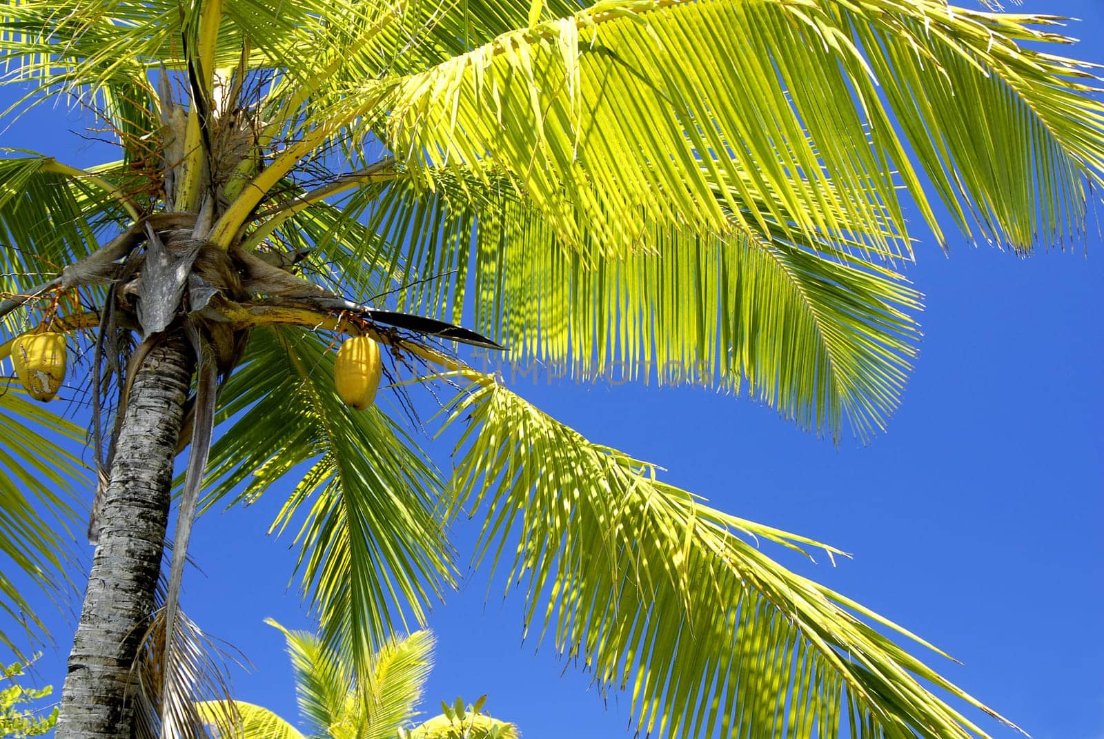 The most common cause of accidental death in the Seychelles is a falling coconut. But the everyday life of the Seychelois is still inconceivable without the coconut palm and its fruit. Almost the entire tree can be placed on one or the other