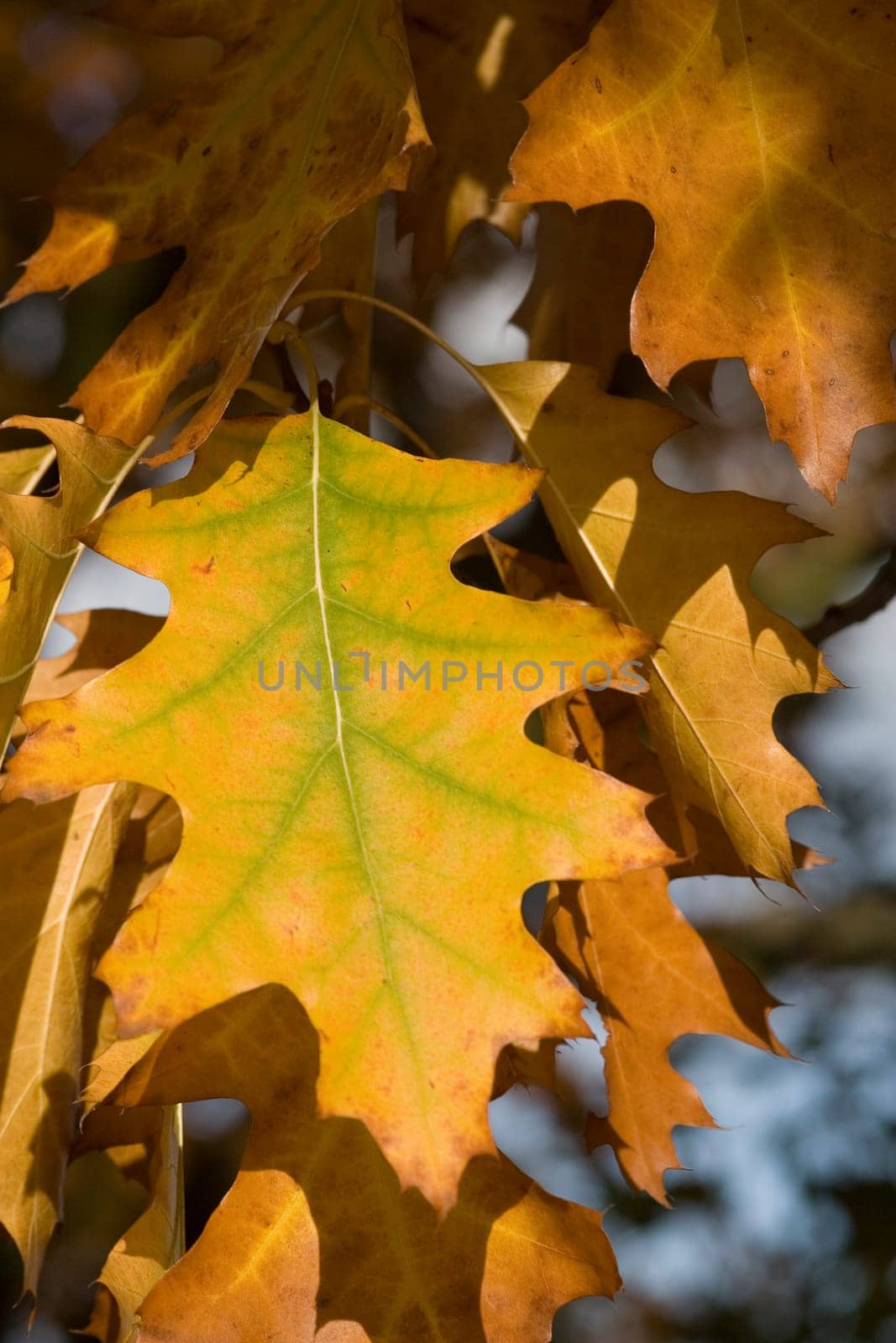 Leaf veins