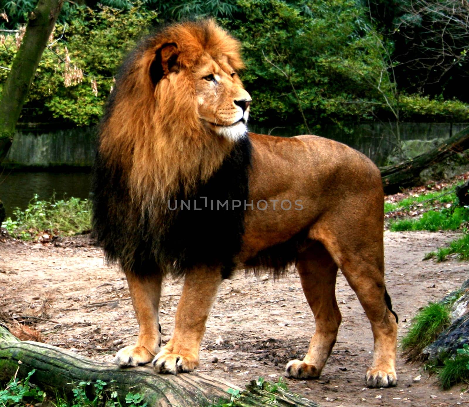 The King