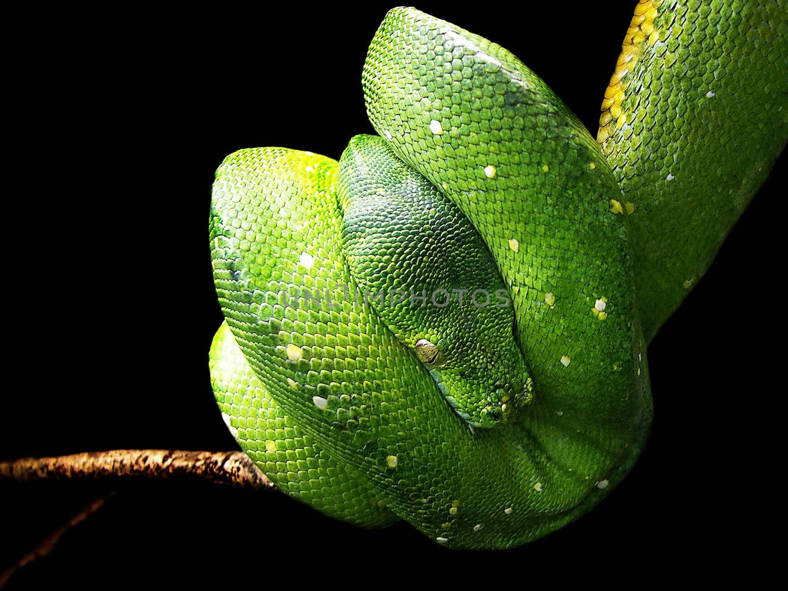 TREE PYTHON