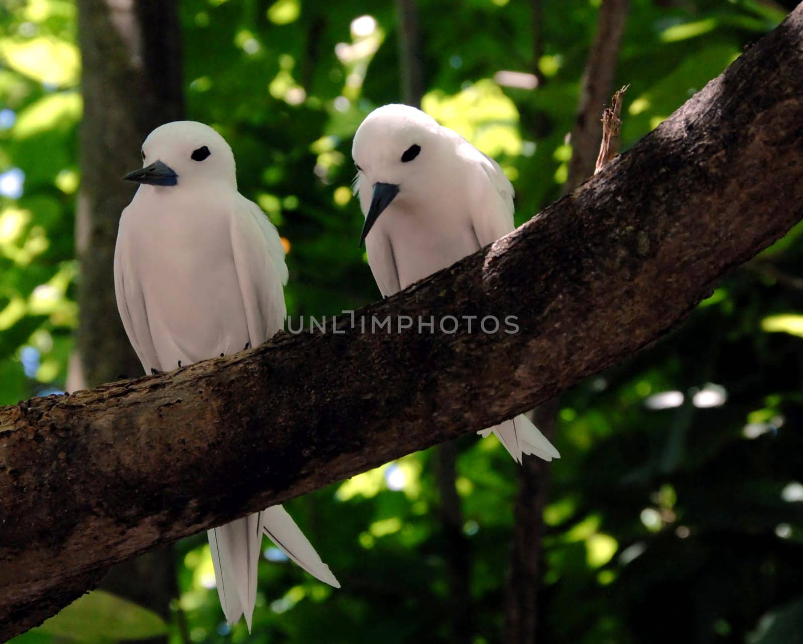 They live in the tropical and subtropical zones of the world's oceans,especially on small islands south of the equator. In the Atlantic Ocean,it is native to the islands of Ascension,Saint Helena,Trinidad and Fernando de Noronha,and in the Indian Ocean,for example