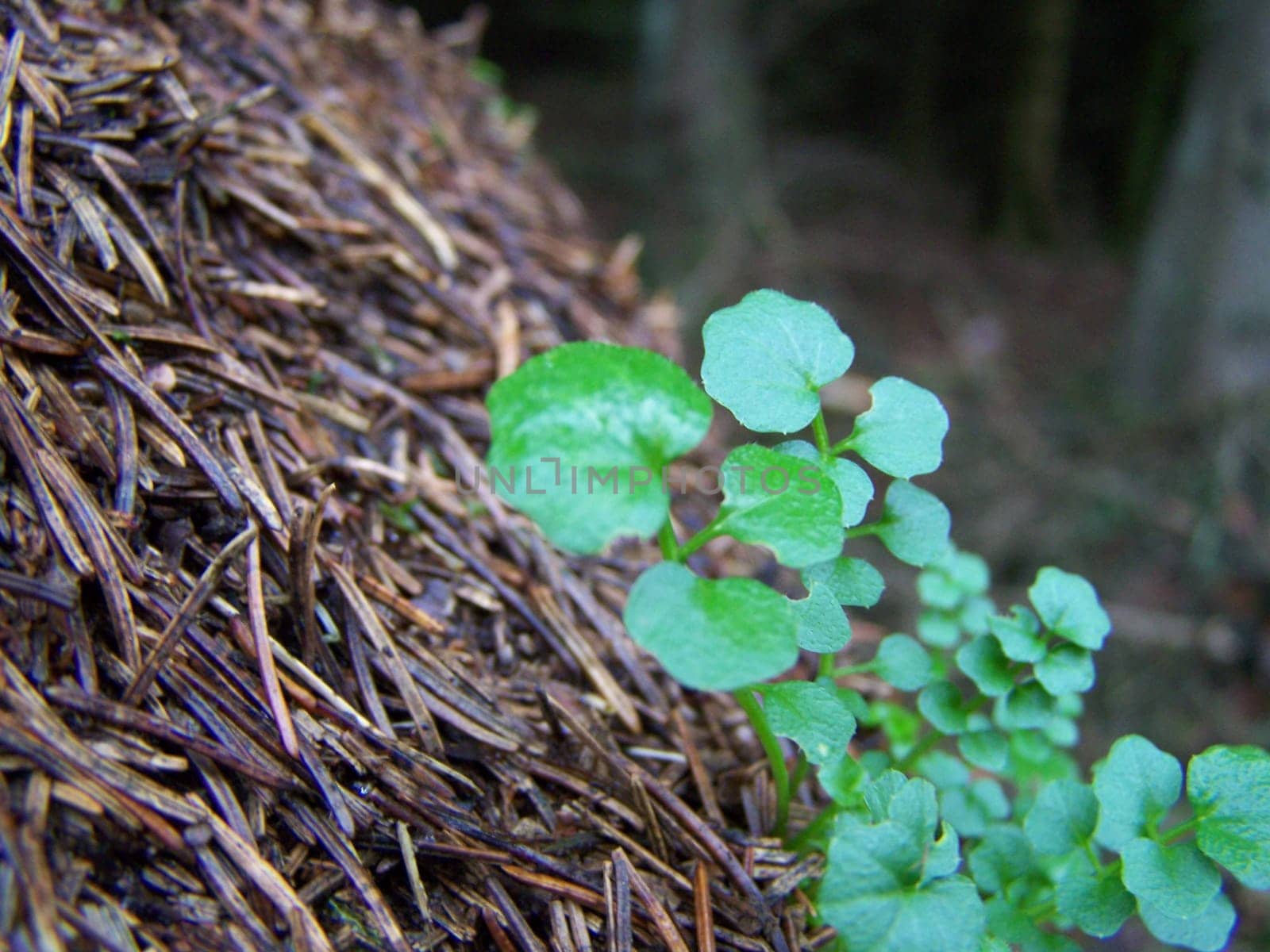 Ant forest