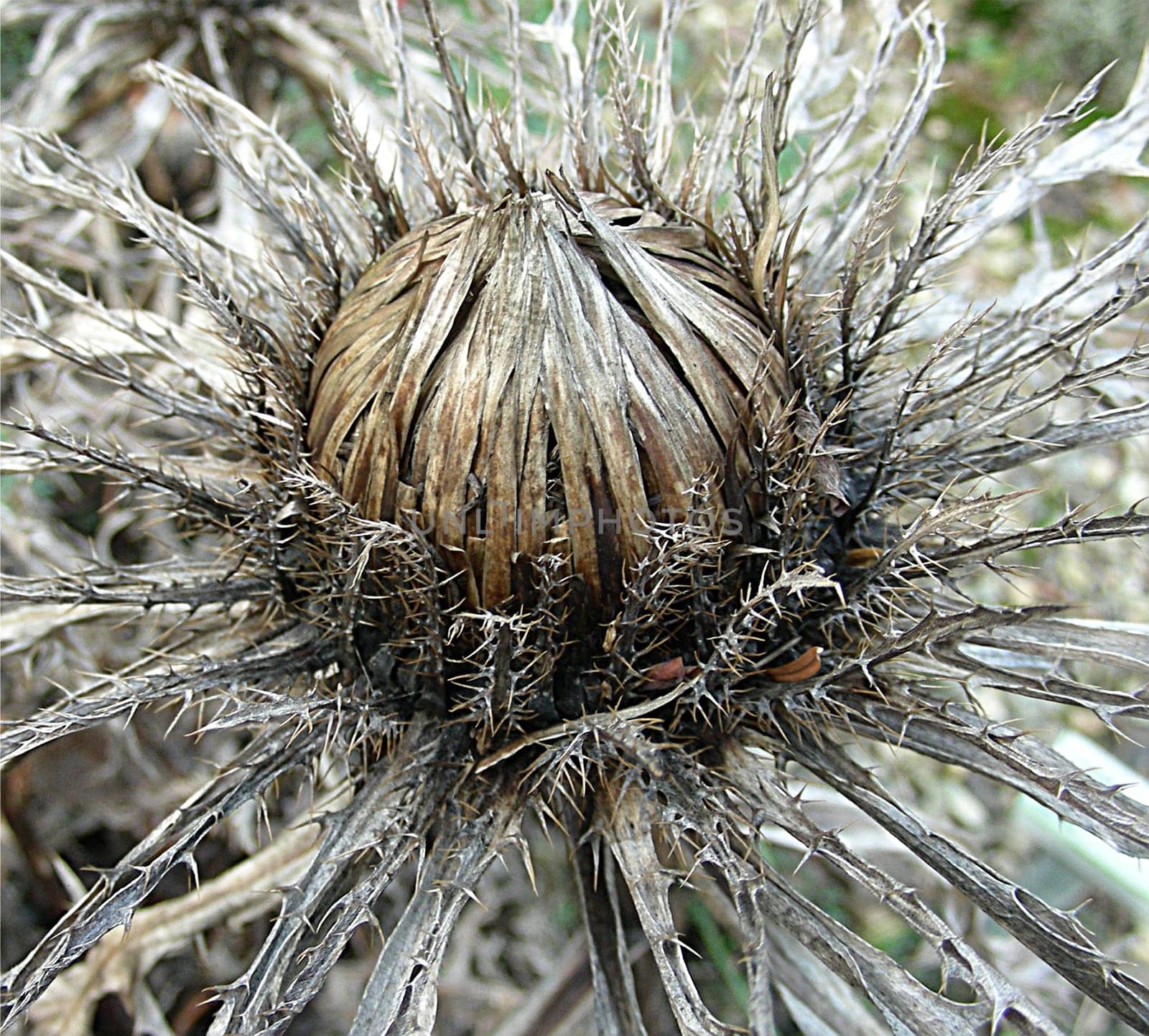 The Silver Thistle (Carlina acaulis) is a perennial of the Asteraceae family. The plant was voted Flower of the Year in 1997. The eye-catching "silver thistle"" bears many names: Eberthistle,Große Eberwurz,Jägerbrot,Wiesenkas,Alpenk"