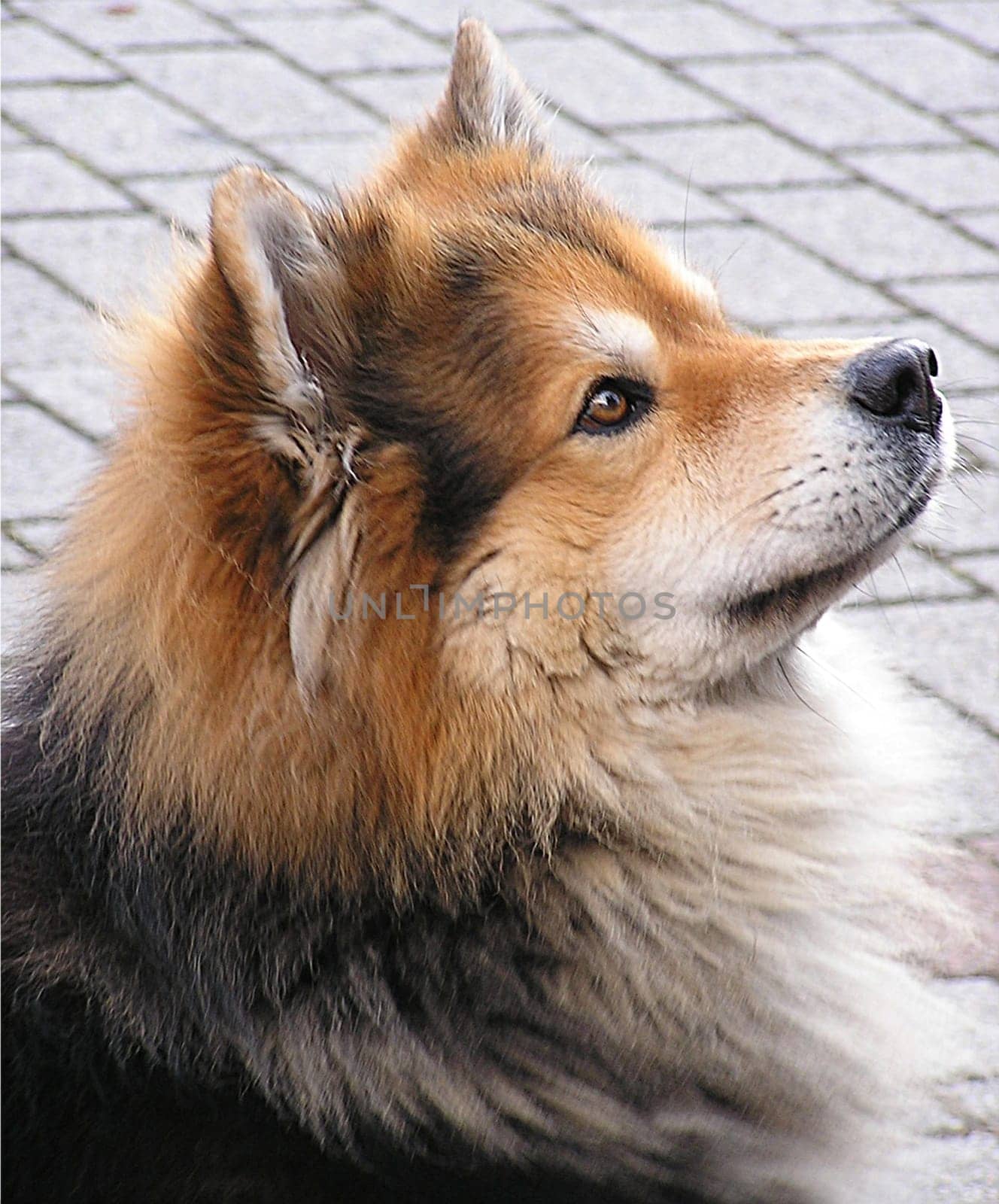 The "Eurasier"" was created in 1960 by crossing Wolfspitz and Chow-Chow males. The aim was to breed a ""primordial dog"" and child-friendly family dog. This is how the ""Wolf-Chow"" was first created. Later,the Siberian Samoyed"