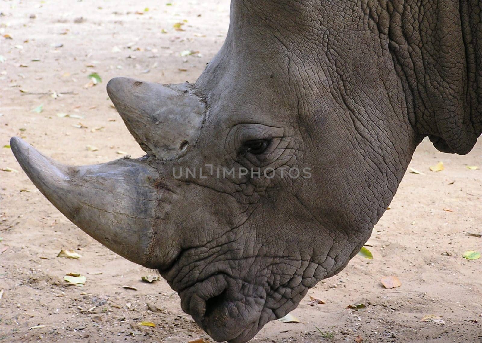 White rhinoceros (Ceratotherium simum): The "anterior horn"" grows out of the nasal bone,the ""posterior horn"" outgrows the anterior skull. The two horns are not made of bone substance,but of agglutinated keratin,a protein that is also found in our Haa"