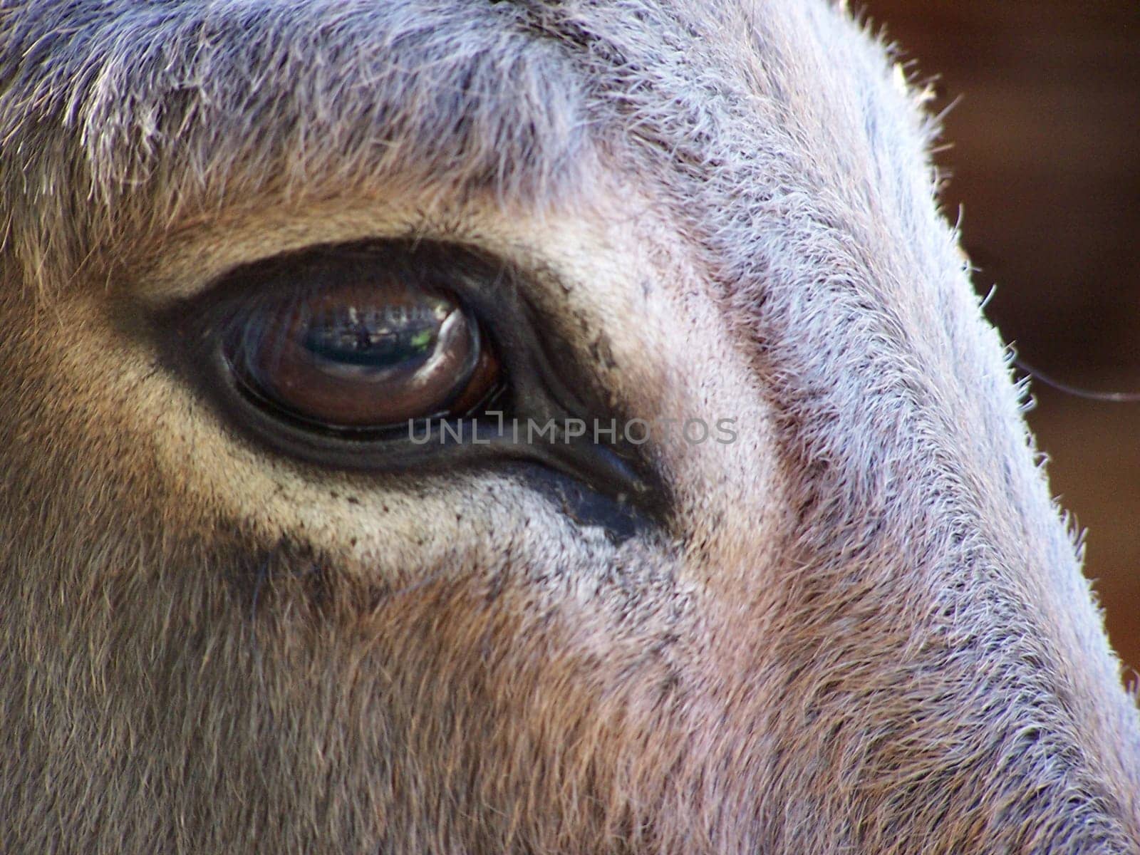 brown eyes