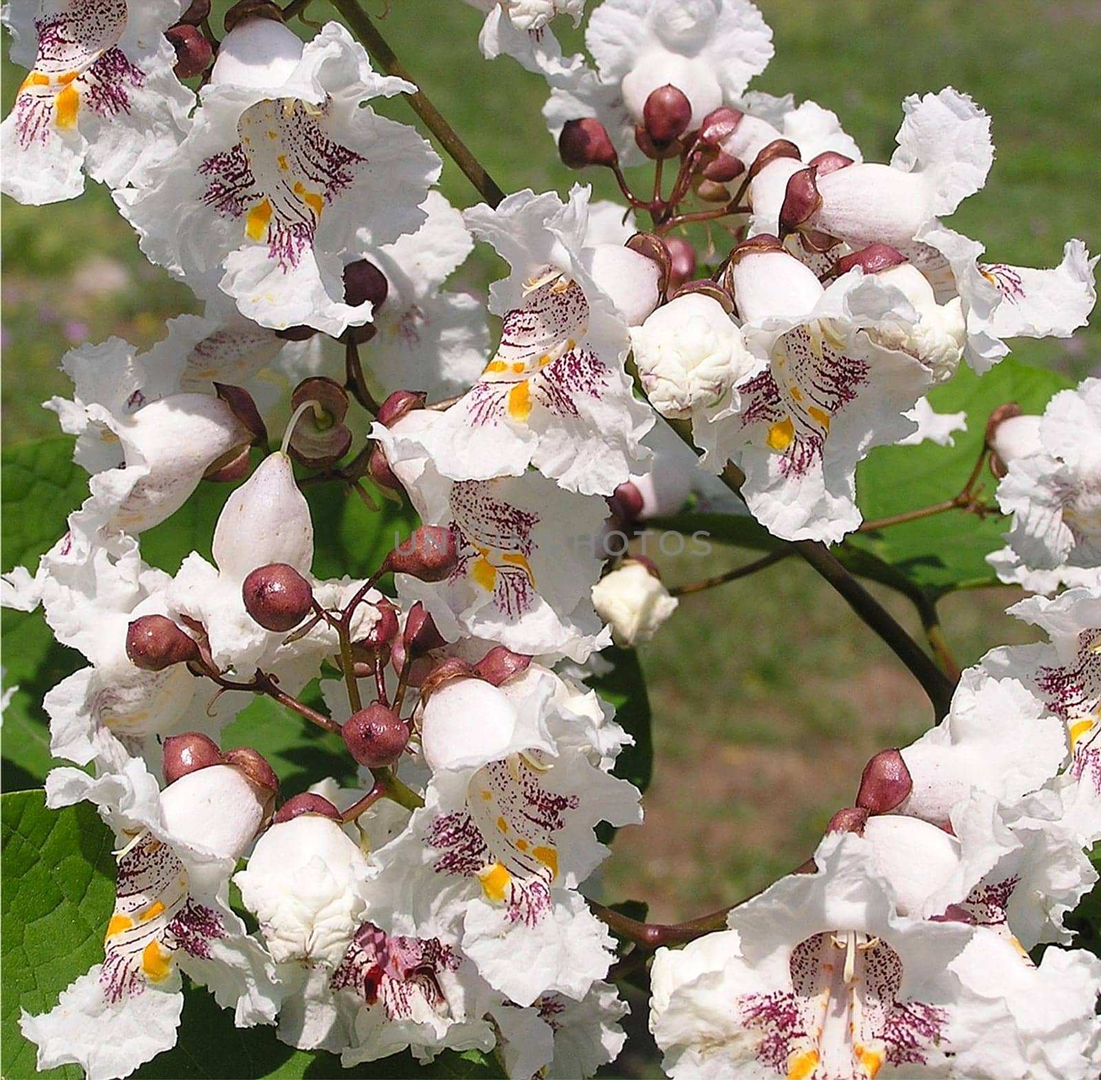 The trumpet tree (Catalpa bignonioides) has wonderful flower panicles of almost tropical beauty.