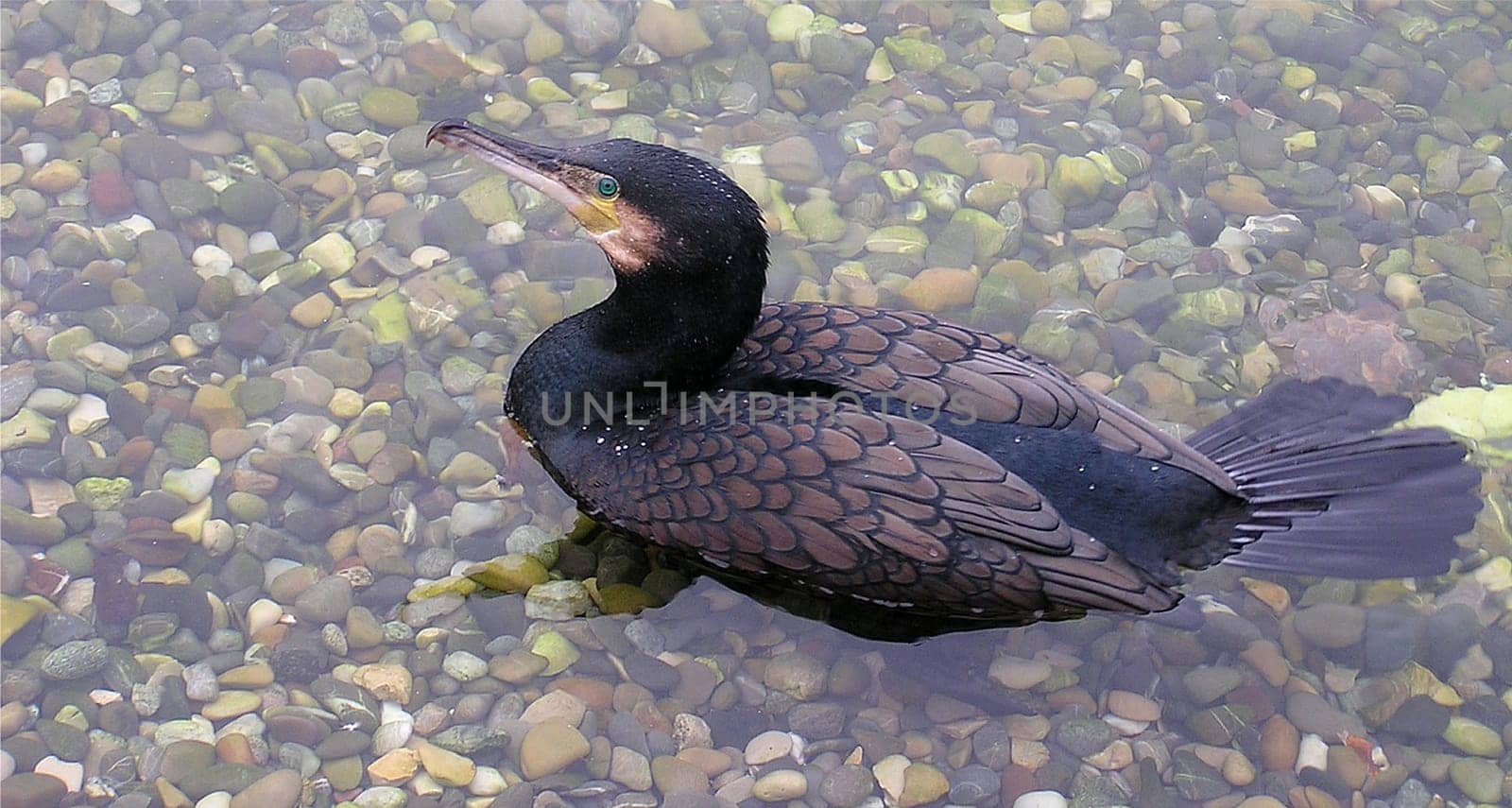 Unlike other waterfowl,cormorants do not have a rump gland. In the rump gland,waterfowl produce fat,which - distributed in the plumage - has a water-repellent effect. The non-impregnated plumage of the cormorant can be exposed to all