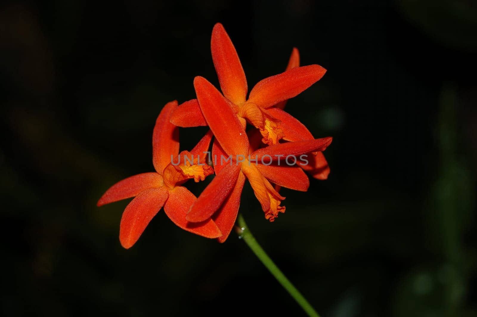 Laelia milleri is a typical stone laelia. Small compact growth with succulent leaves that turn reddish when sunny. The multi-flowered flower shoot impresses with the unique milleri red. Simply delightful