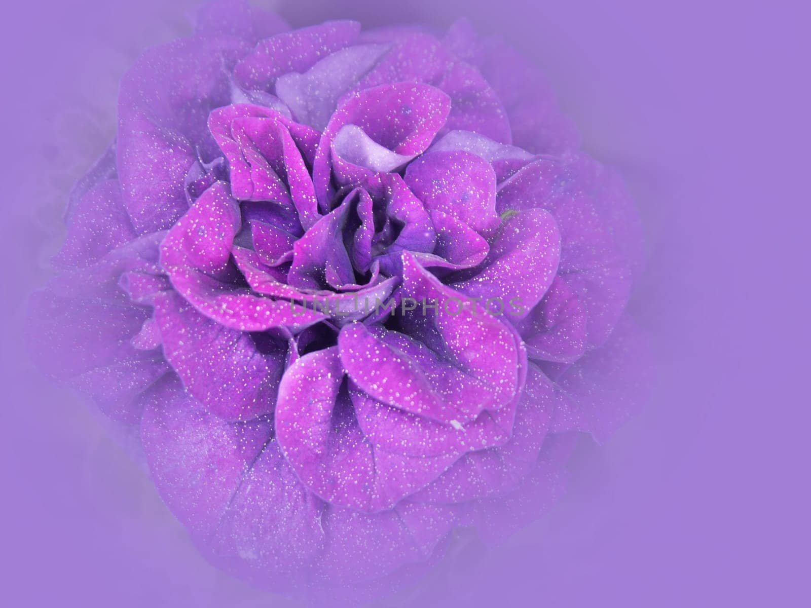 stuffed petunia