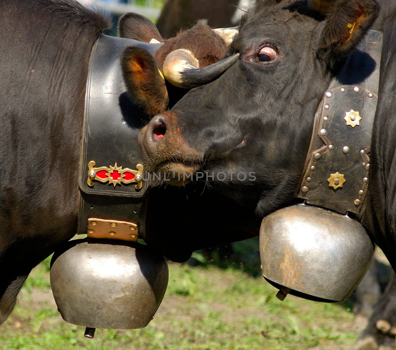 Fighting cows,Valais,Switzerland