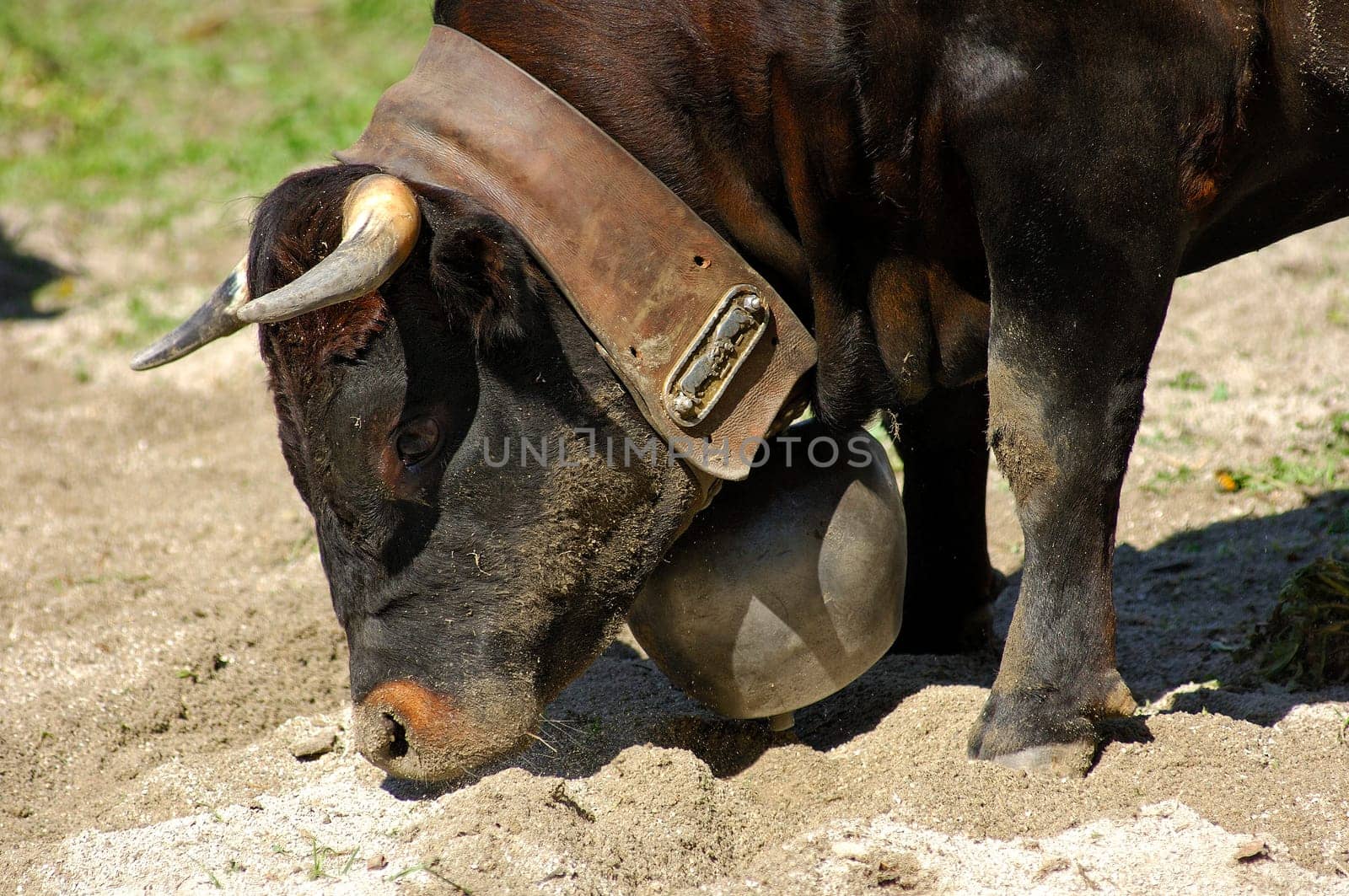 Hérens fighting cow
