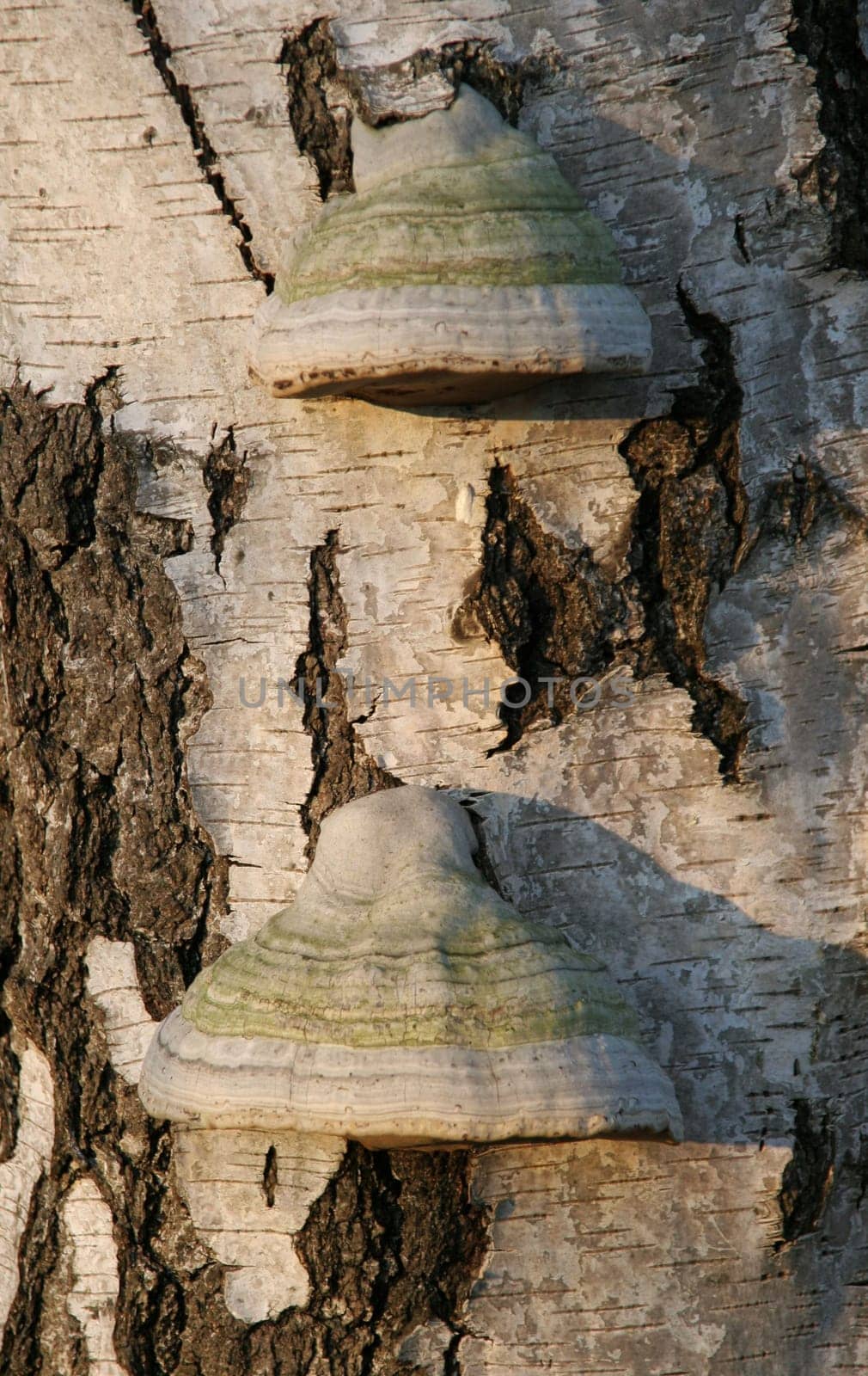 In the broadest sense,tree fungi are all fungi that colonize and break down wood (xylobiontes). These fungi are scientifically referred to as lignicole fungi. This is a very large ecological group that includes a wide variety of species.