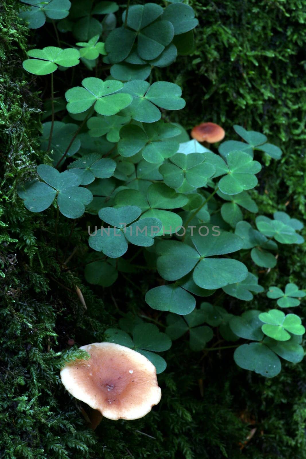 Hygrophoropsis aurantiaca. This mushroom is very similar to the chanterelle and edible (but not particularly digestible).