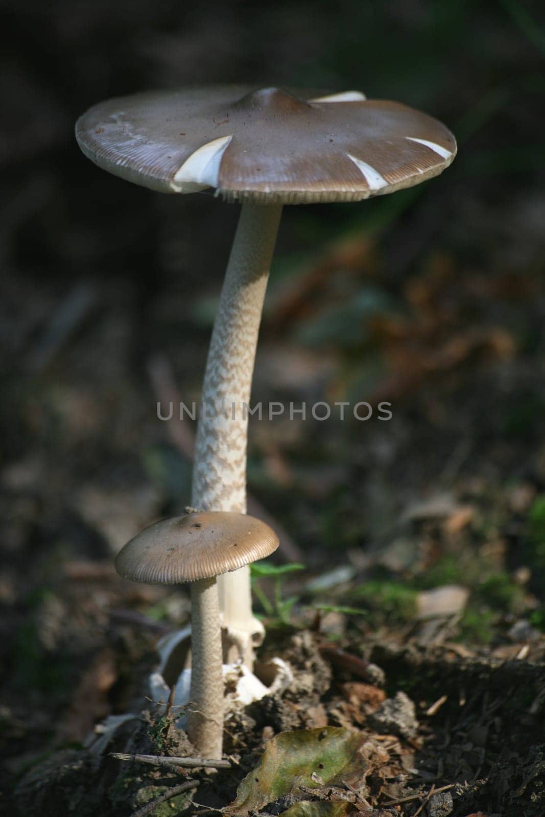 Amanita submembranacea