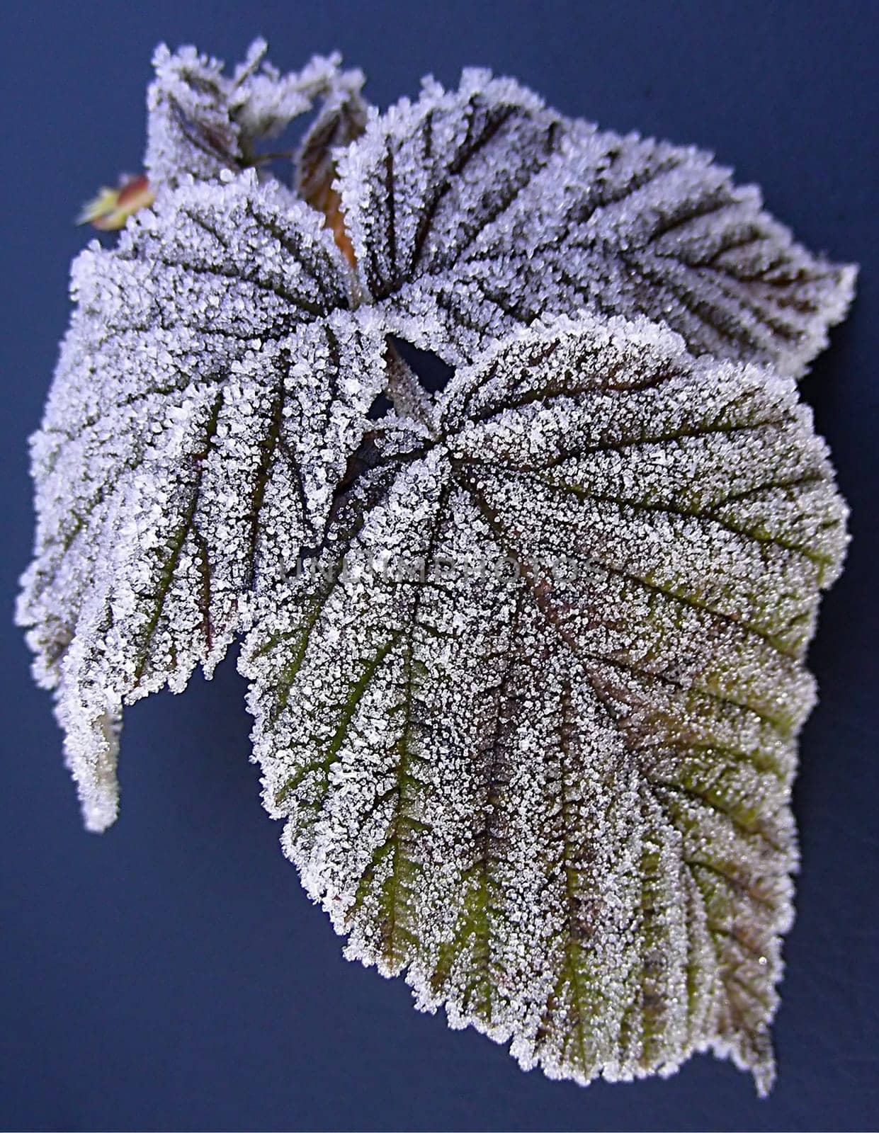 Raspberry leaves on a December morning