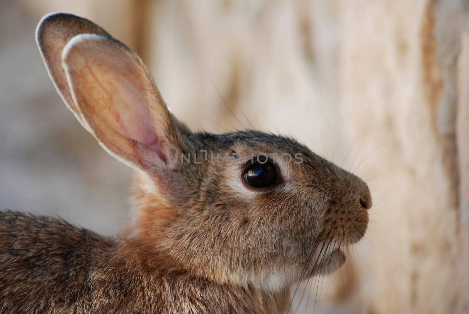 Hare or rabbit