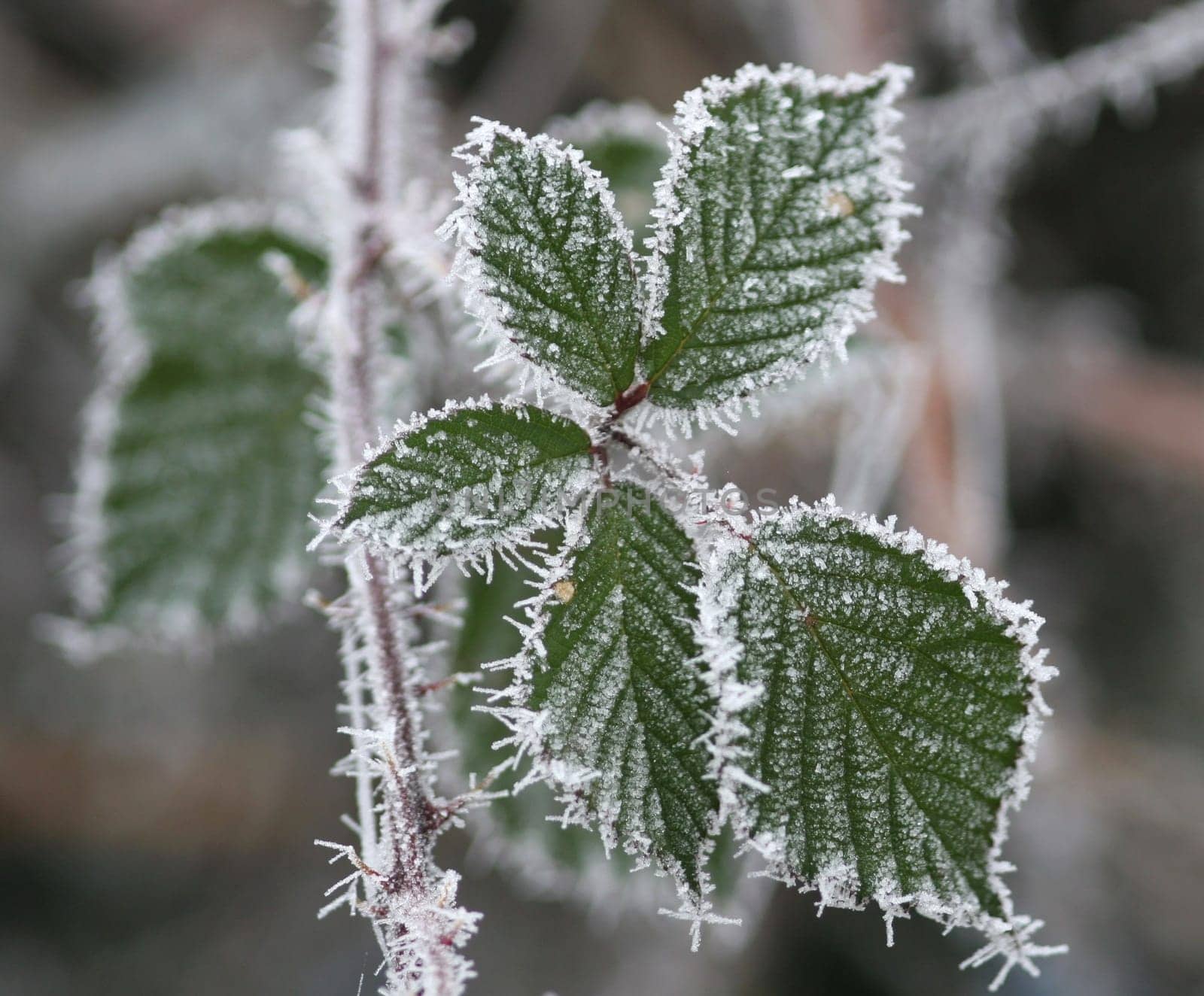 Frozen...
