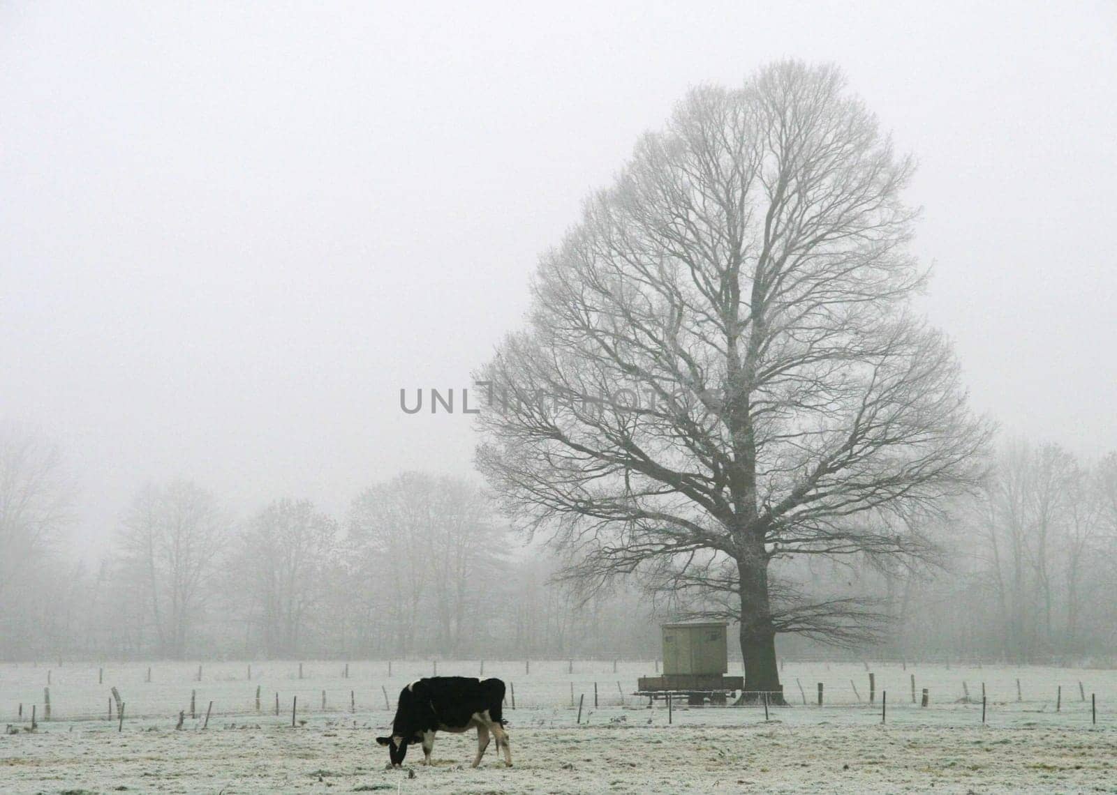 Fog tree.....
