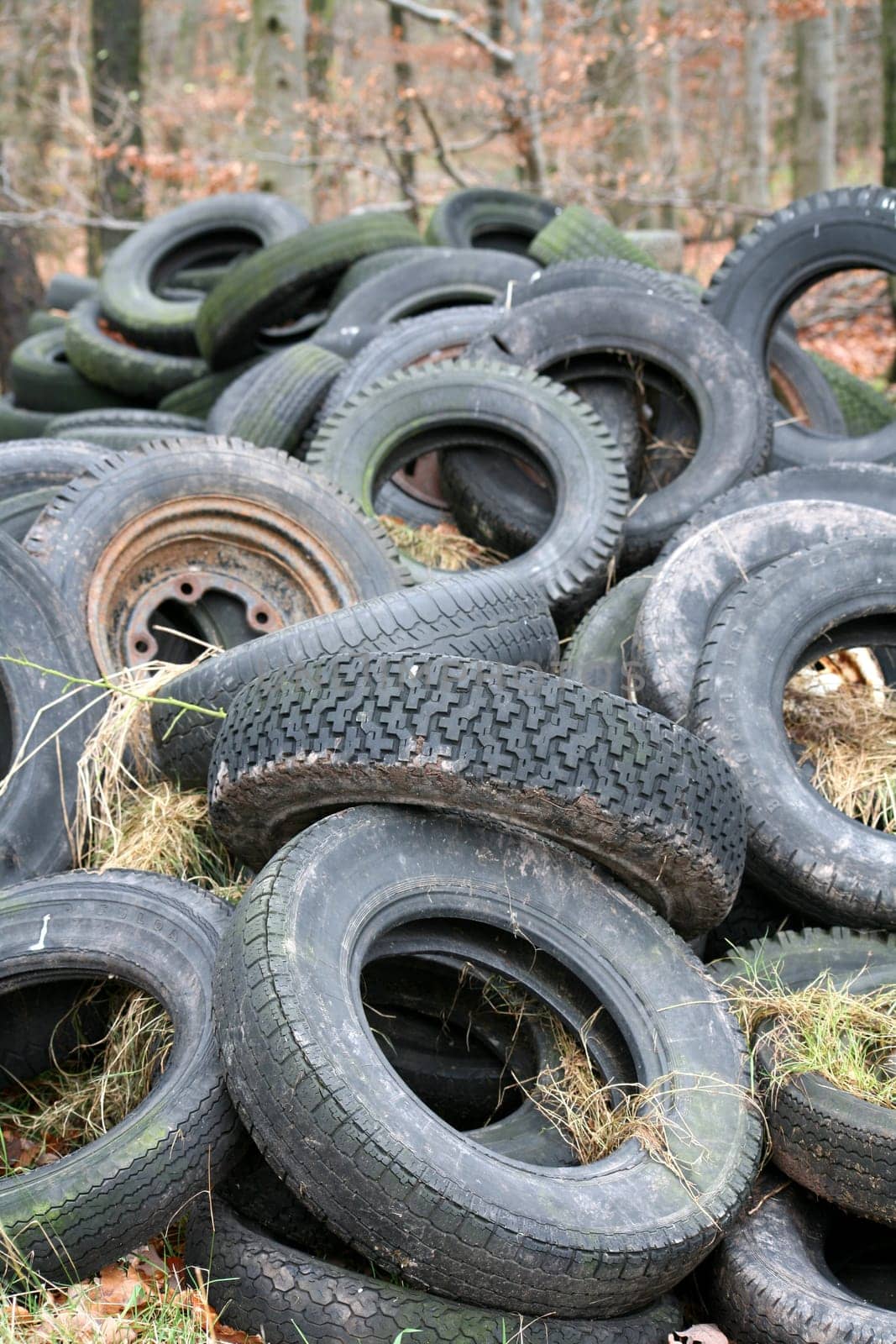 Illegal waste disposal in the middle of the forest (I could freak out when I see something like that...)