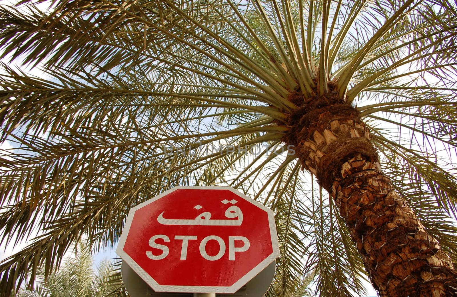 Stop under palm trees
