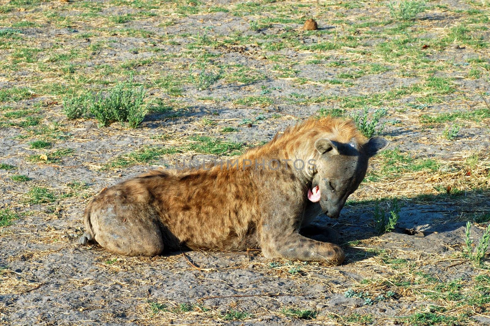 Spotted hyena Crocuta crocuta during body care,Moremi National Park Botswana