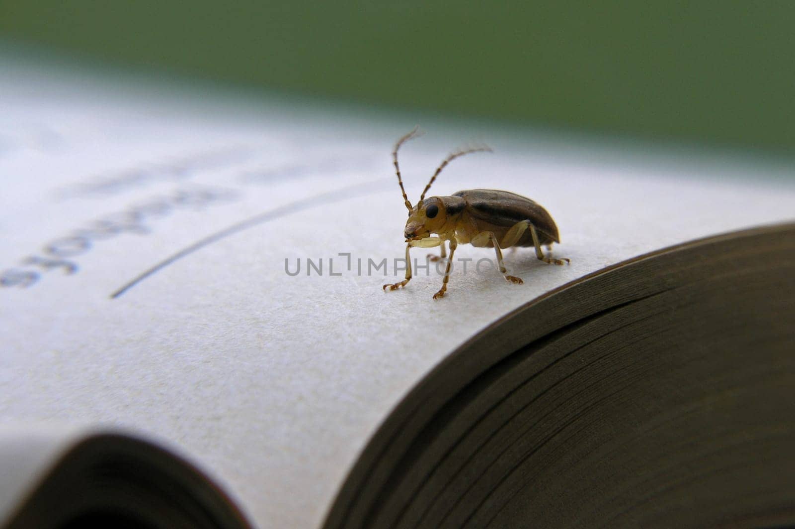 The Book Beetle