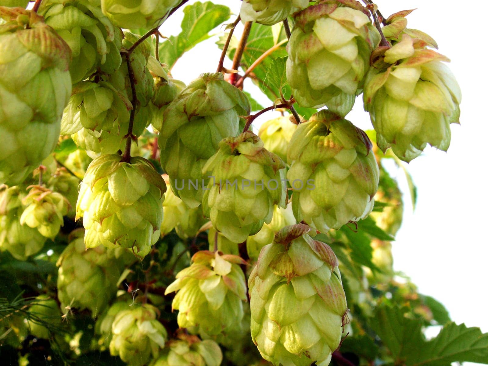Hops