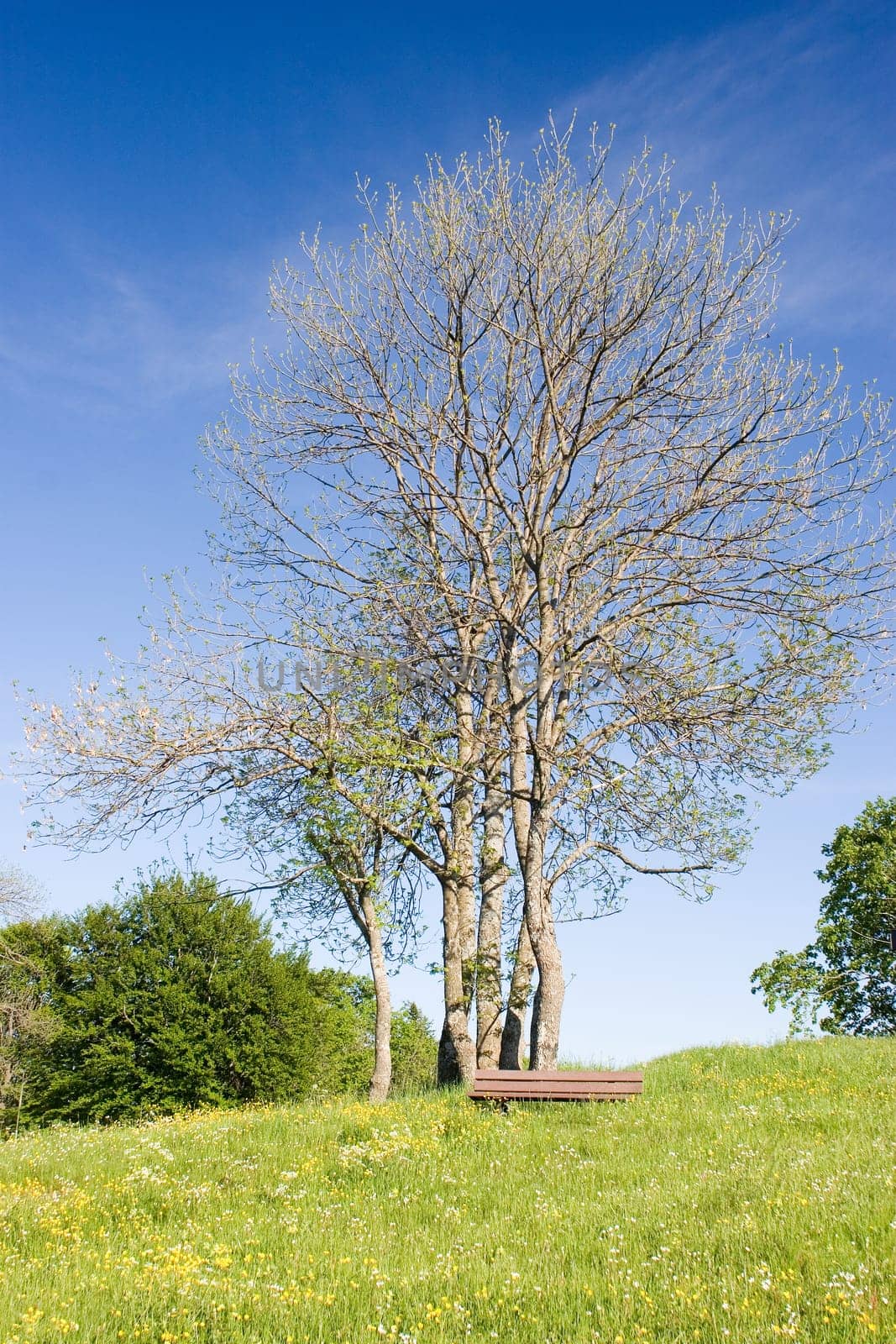 Idyllic tree in meadow