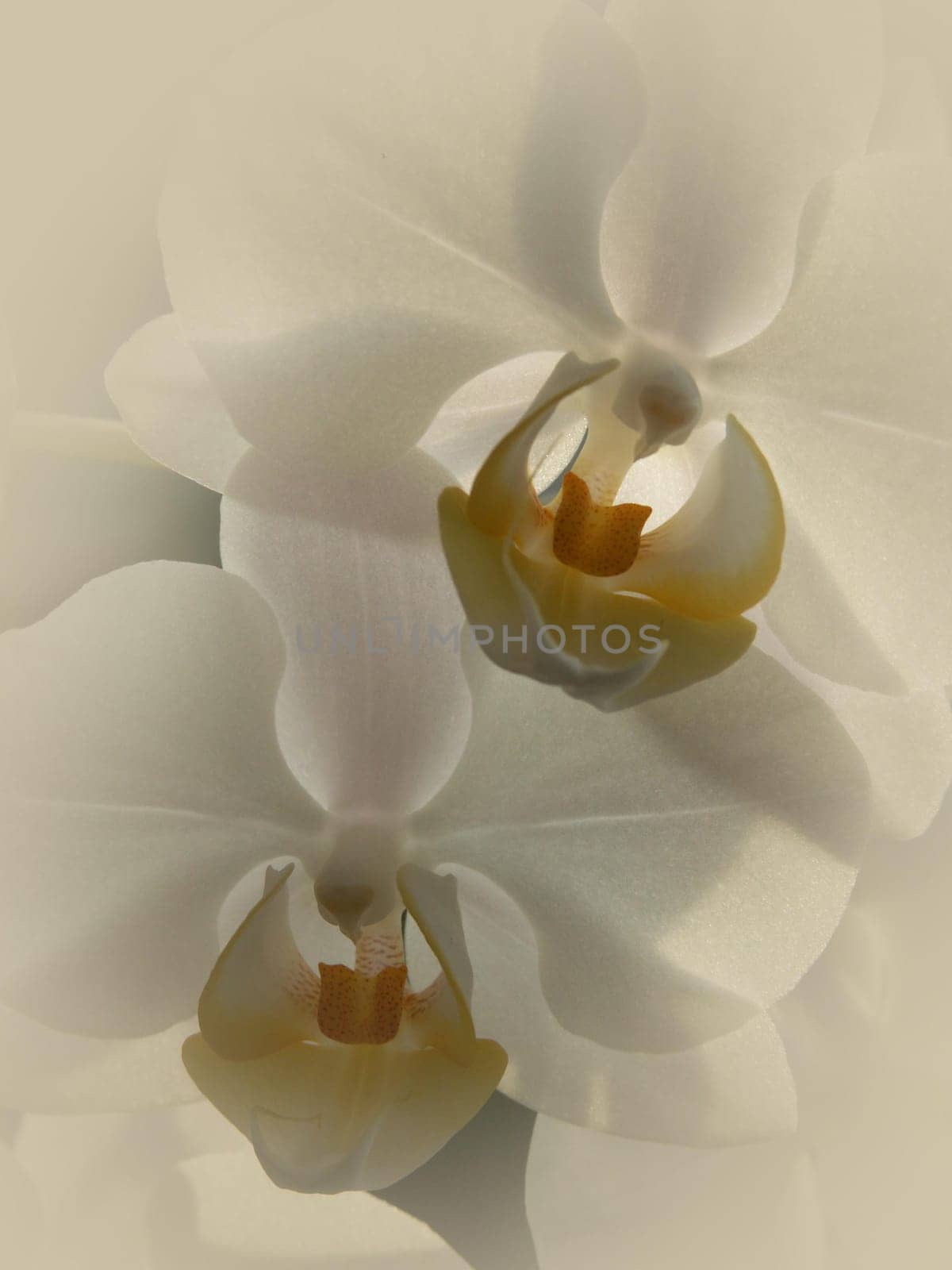Phalaenopsis II
