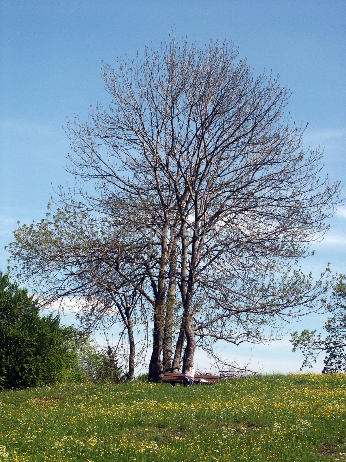 Idyllic tree in meadow
