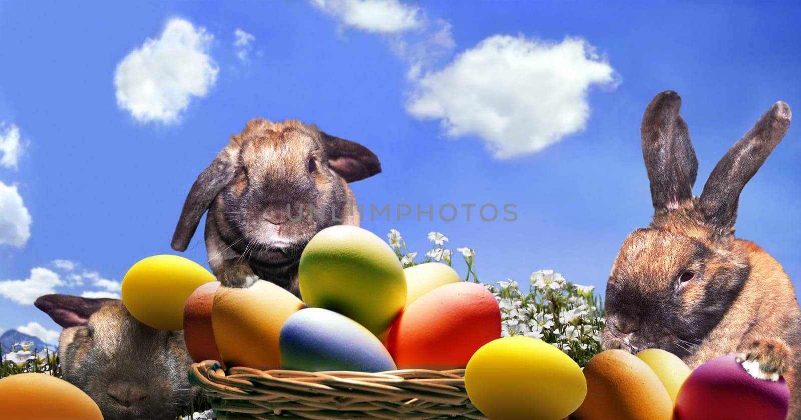 Yes,Easter is not far away:-) That's why our bunny Susi had to sit portrait for an Easter picture.  On the advice of Annette,I changed the picture again.  Thank you Annette!
