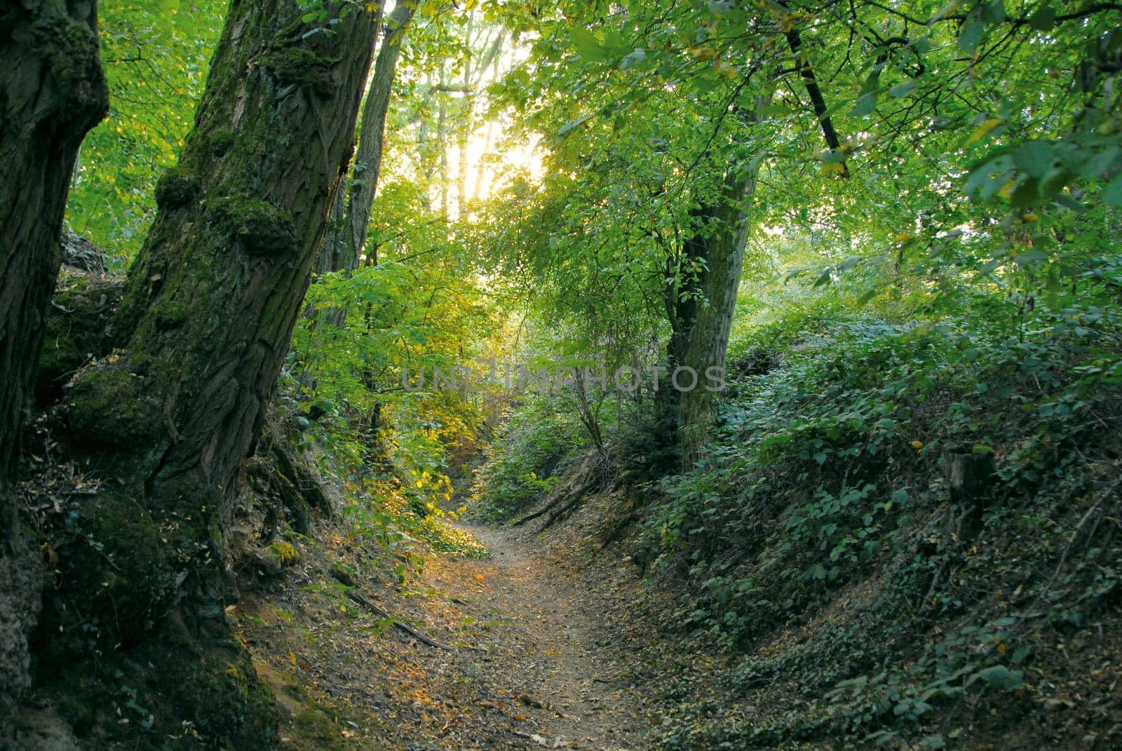 forest path