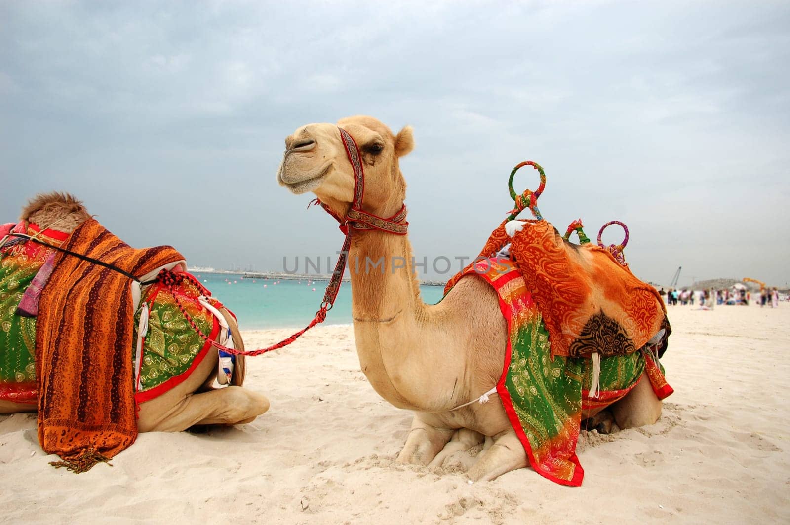 Beach camels