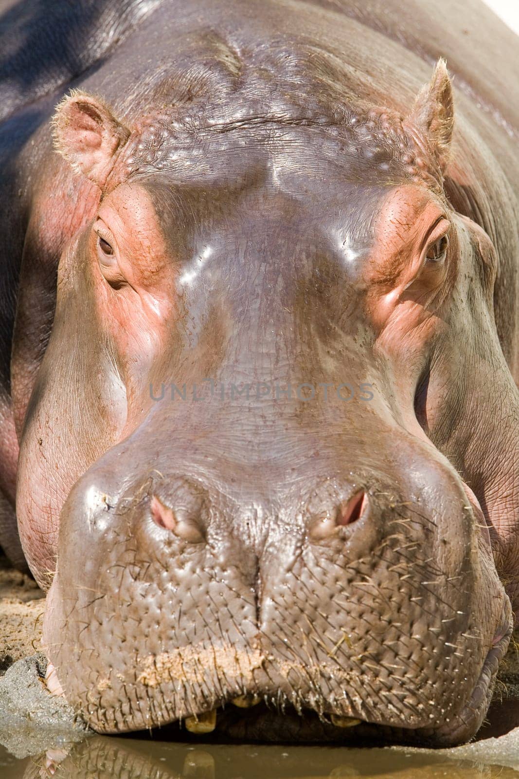 Hippopotamus